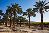 Dattelpalmen, Kalifornien