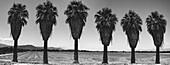 Old Estate, Date Palms, Coachella Valley, California, USA.