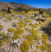 Frühling im Fargo Canyon, Kalifornien