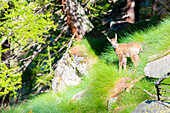 Ein Gämswelpe, Valle dell Orco, Nationalpark Gran Paradiso, Provinz Turin, italienische Alpen, Piemont, Italien