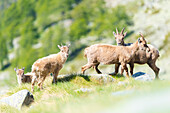 Eine Gruppe Steinböcke, Valle dell Orco, Nationalpark Gran Paradiso, Provinz Turin, italienische Alpen, Piemont, Italien