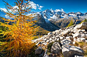 Herbstzeit im Adamello-Park, Avio-Tal in der Provinz Brescia, Lombardei, Italien.