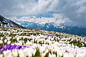 Krokusblüte im Adamello-Park, Provinz Brescia in der Lombardei, Italien.