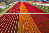 Tulip Fields near Lisse, South Holland, Netherlands