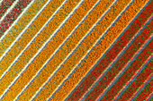 Tulip Fields near Lisse, South Holland, Netherlands