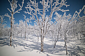 Lone trees covered with snow in a cold night, Kiruna Municipality, Norrbotten County, Lapland, Sweden, Europe