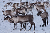Flock of reindeer in the snow, Abisko, Kiruna Municipality, Norrbotten County, Lapland, Sweden