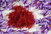 Harvest of saffron in the Navelli plateau. Abruzzo, Italy, Europe