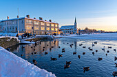 View of swans and ducks with Lutheran Free Church in background in the city centre of Reykjavik in winter, Reykjavik, Iceland