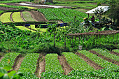 Market gardening nearby Luang Prabang, Laos