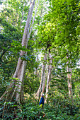 Large trees in forest surrounding the Center for rescue and recovery of black bears, Kuang Si, Luang Prabang, northern Laos