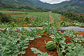 Watermelon crop on lands bought or rented by China for Chinese market, Nong Khiaw area, northern Laos