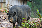 Sow in an Akha tribe village in the mountains surrounding Muang La, Oudomxay Province, northwestern Laos