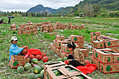 Watermelon harvest on lands bought or rented by China for Chinese market, Nong Khiaw area, northern Laos
