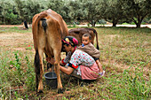 Milking scene in a village of Oum-er-Rbia valley, Khenifra region, Middle Atlas, Morocco