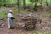 Woman carrying wood on donkeyback, Atlas cedar forest, near Azrou, Middle Atlas, Morocco