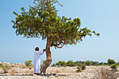 Boswellia sacra (frankincense) (olibanum-tree), Sultanate of Oman