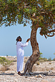 Boswellia sacra (frankincense) (olibanum-tree), Sultanate of Oman