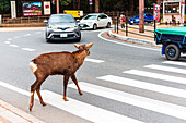Ein wildes Reh auf einem Zebrastreifen in Nara, berühmt für seine freundlichen, freilaufenden Hirsche, Nara, Honshu, Japan