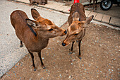 Two playful deer engaging with one another in Nara Park, Nara, Honshu, Japan