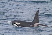 Eine Gruppe von mindestens acht Schwertwalen (Orcinus orca) taucht vor der Küste der Insel Surtsey, Südisland, auf