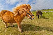Erwachsene Shetlandponys (Equus ferus caballus) auf den Shetlandinseln, Schottland, Vereinigtes Königreich