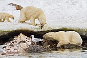 Mother polar bear (Ursus maritimus) and cub-of-the-year disputing then allowing a male bear to feed on a fin whale, Svalbard Archipelago, Norway
