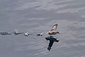 Eissturmvogel (Fulmarus glacialis glacialis) im Flug im Svalbard-Archipel, Norwegen
