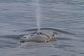 Adult fin whale (Balaenoptera physalus) sub-surface feeding in the rich waters off the Svalbard Archipelago, Norway