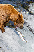 Adult brown bear (Ursus arctos) foraging for salmon at the Brooks River, Katmai National Park, Alaska, United States of America