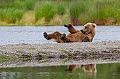 Young brown bear (Ursus arctos) scratching its back on the gravel at the Brooks River, Katmai National Park, Alaska, United States of America