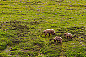 Ausgewachsene Grizzlybärenmutter (Ursus arctos) mit Jungen im Denali-Nationalpark, Alaska, Vereinigte Staaten von Amerika