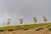 Ausgewachsenes Dallschaf (Ovis dalli) im Denali-Nationalpark, Alaska, Vereinigte Staaten von Amerika