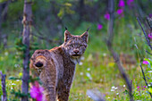 Ausgewachsener Kanadaluchs (Lynx canadensis) im Denali-Nationalpark, Alaska, Vereinigte Staaten von Amerika