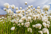 Ein großer Bestand an Arktischer Baumwolle (Eriophorum callitrix) im Denali-Nationalpark, Alaska, Vereinigte Staaten von Amerika
