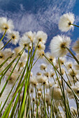 Ein großer Bestand an Arktischer Baumwolle (Eriophorum callitrix) im Denali-Nationalpark, Alaska, Vereinigte Staaten von Amerika