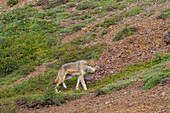 Ausgewachsener Kojote (Canis latrans) im Denali-Nationalpark, Alaska, Vereinigte Staaten von Amerika