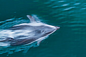 An adult Pacific white-sided dolphin (Lagenorhynchus obliquidens) bow-riding in Johnstone Strait, British Columbia, Canada