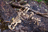 Adult brown bear (Ursus arctos) skeletal remains on Chichagof Island, Alaska, United States of America