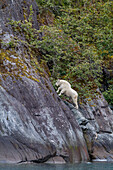 Adult mountain goat (Oreamnos americanus) on cliff face in Tracy Arm, Southeast Alaska, United States of America