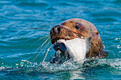 Northern (Steller) sea lion (Eumetopias jubatus) close-up eating a halibut in Southeastern Alaska, United States of America