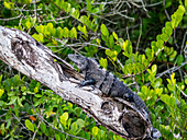 Black Spiny-tailed iguana (Ctenosaura similis), on New River near Lamanai, Belize