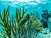 A myriad of fish and coral underwater at Hol Chan Marine Preserve, inside the Mesoamerican Barrier Reef, Belize