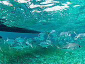 Horse-eye jacks (Caranx latus), schooling in Hol Chan Marine Preserve, inside the Mesoamerican Barrier Reef, Belize