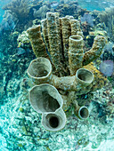 Underwater view of the reef along the circumference of the Great Blue Hole on Lighthouse Reef, UNESCO, Belize
