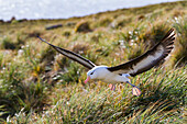 Black-browed albatross (Thalassarche melanophrys) in flight on New Island in the Falkland Islands