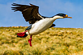 Adult Imperial Shag (Phalacrocorax (atriceps) atriceps) exhibiting intense breeding plumage, New Island, Falkland Islands
