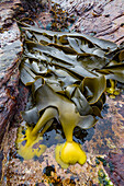 Patterns in the kelp at low tide on New Island in the Falkland Islands