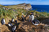 Erwachsene Felsenpinguine (Eudyptes chrysocome chrysocome) in der Brut- und Mauserkolonie auf New Island, Falklandinseln
