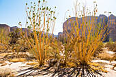 Palm plantation colonized by invasive Sodom apple plant (Calotropis procera), Sharaan Nature Reserve, AlUla, Medina Province, Saudi Arabia